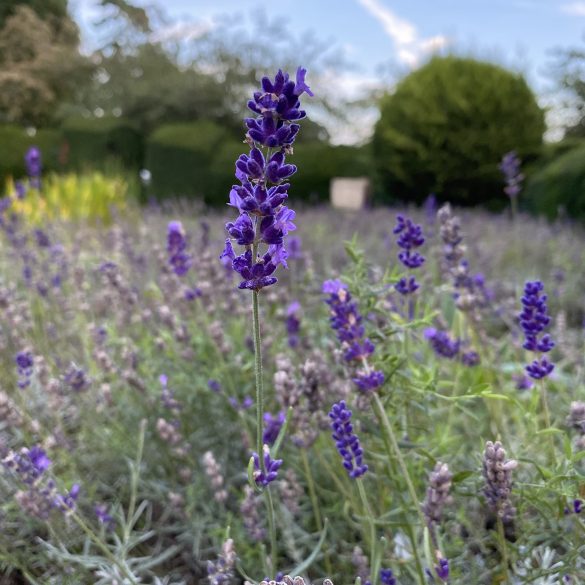 Tips for Your Eco Garden in September
