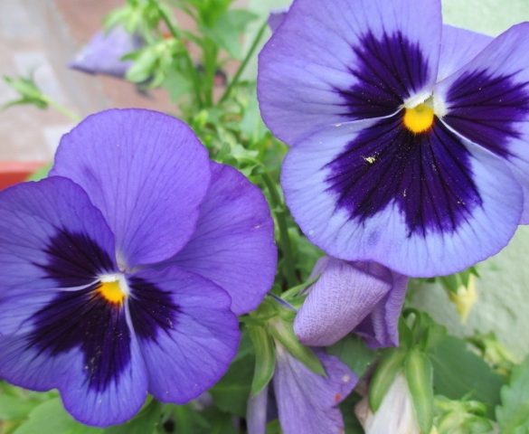 What Flowers Match Your Zodiac Sign