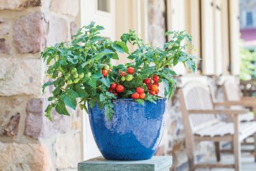 Grow Your Own Refreshing Vegan 'Tomato Granita'