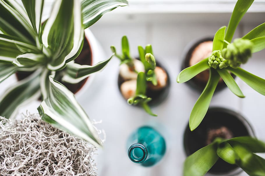 A Guide to Caring for Houseplants