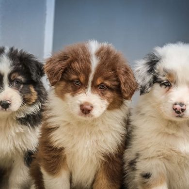 How a Dog Can Bring Families Closer Together