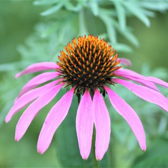 Eco Garden in August