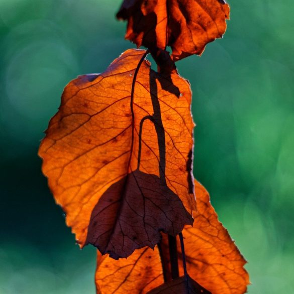 Eco Garden in October