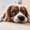 7 Signs That Your Dog Has Joint Pain and What to Do If They Do
