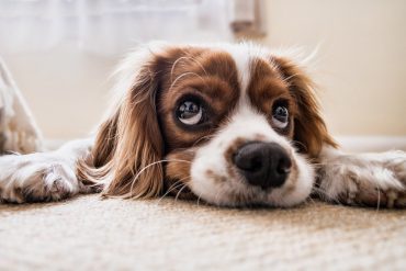 7 Signs That Your Dog Has Joint Pain and What to Do If They Do