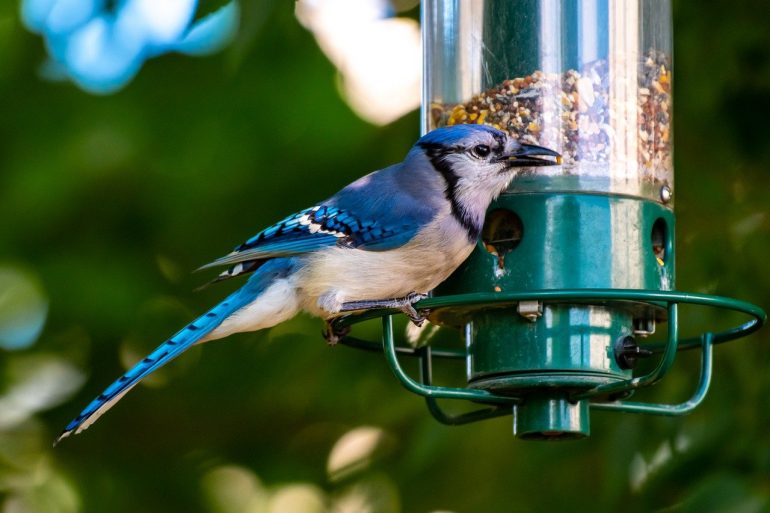 The Benefits of Birds in Your Garden