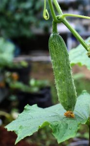 Cucumber Growing Top Tips