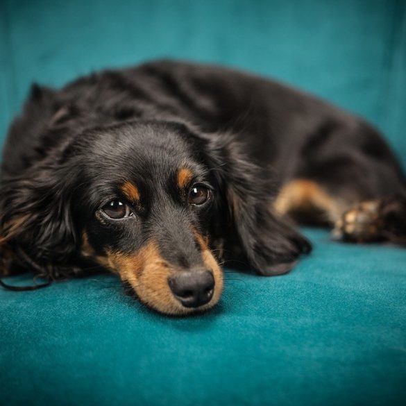 4 Steps to a Healthier Coat for Your Dog