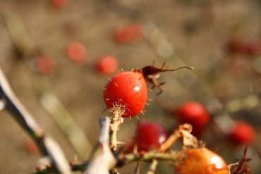 Rosehip Oil & Skin Care: The Benefits