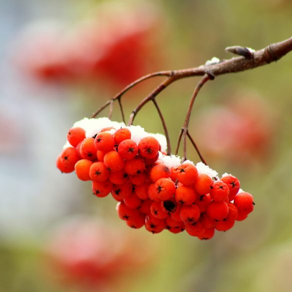 Tips for your Eco Garden in January