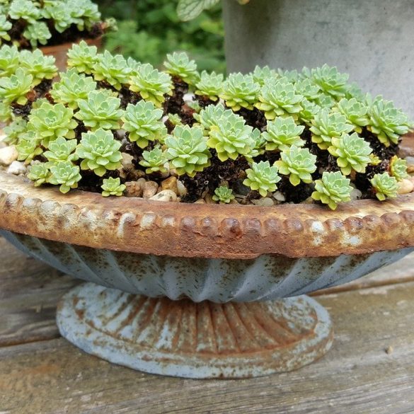 How To Create A Mediterranean Themed Garden