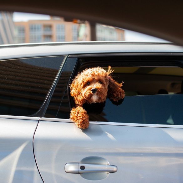 5 Useful Tips for Learning to Drive in the Big City