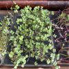 Micro Greens by Post from Silly Greens