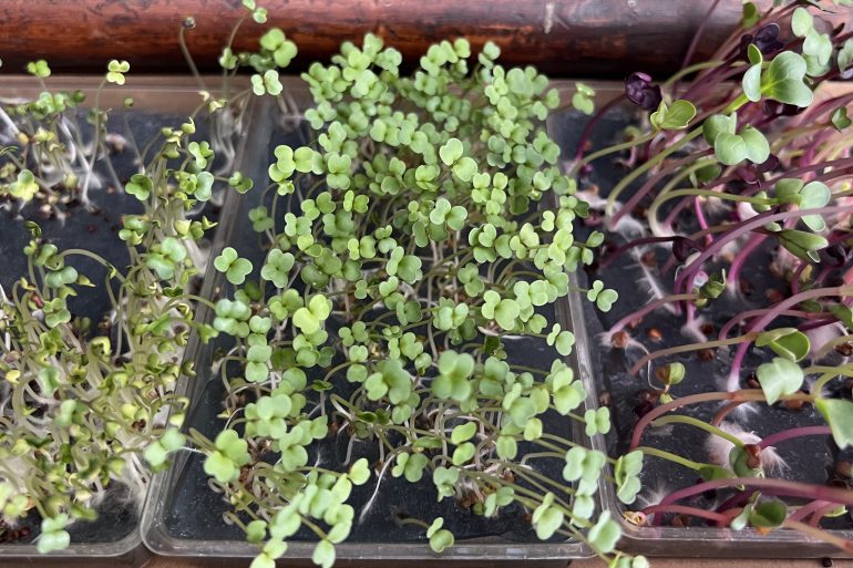 Micro Greens by Post from Silly Greens