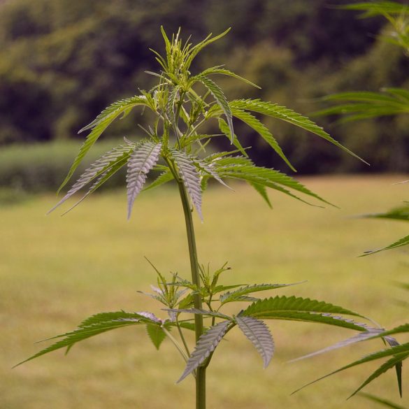 Celebrities that Called it Quits on Marijuana