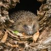 7 Expert Tips to Protect Garden Wildlife