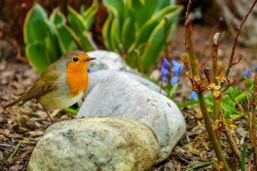 Make Your Garden Wildlife-Friendly