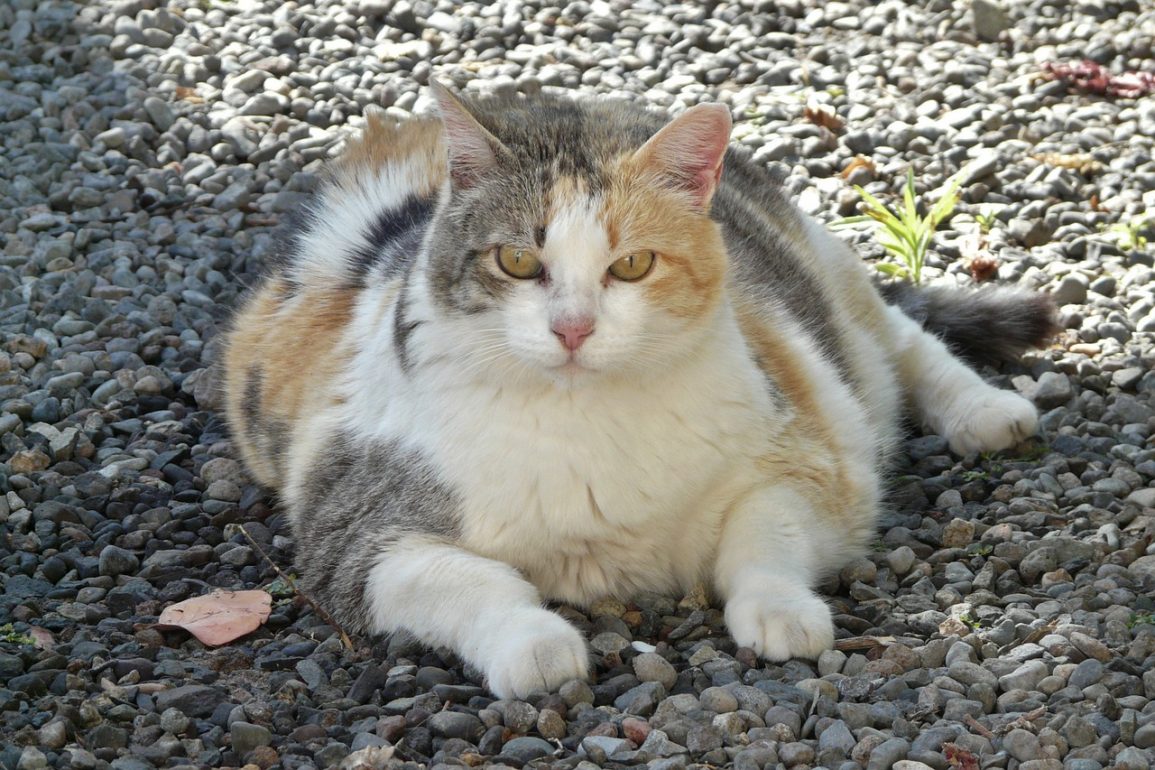 Helping An Obese Cat Lose Weight