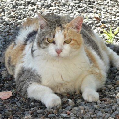 Helping An Obese Cat Lose Weight