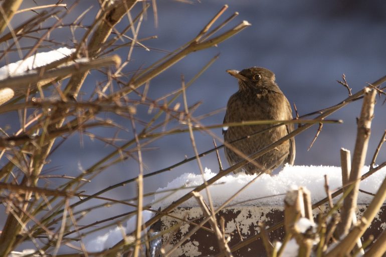Consider the Garden Birds this Winter