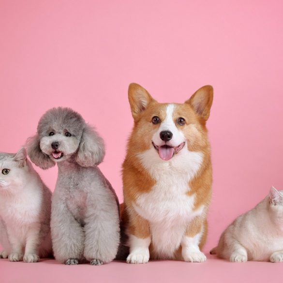 Seven Festive T(h) reats For Your Pets
