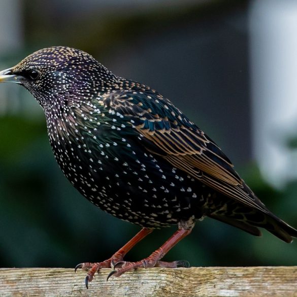 The Big Garden Birdwatch
