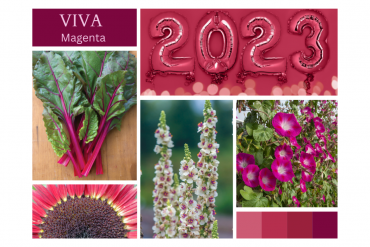 VIVA La Gardening with Magenta Hues!