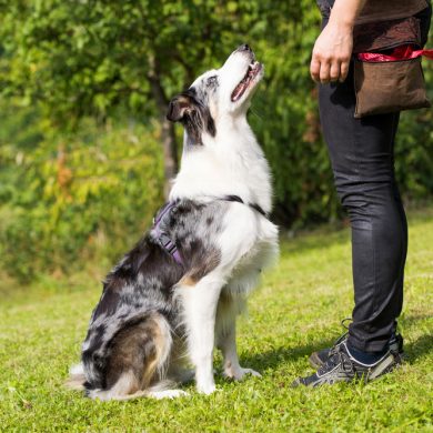 Tips for people to stay safe around dogs