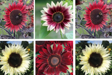 Red and white sunflowers that are fit for a King!