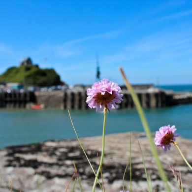 Weird And Wonderful Things to Do in Ilfracombe