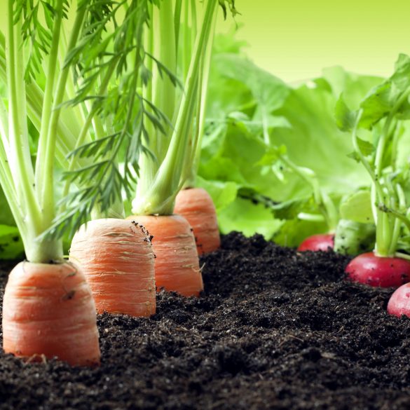 3 natural ways to keep your plants healthy
