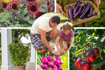Bring Gardening Joy to Your Dad this Father's Day!