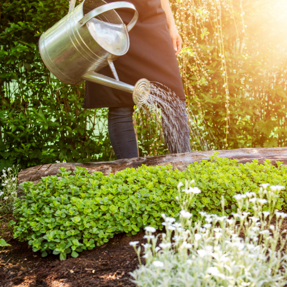 Garden Guidance from HTA