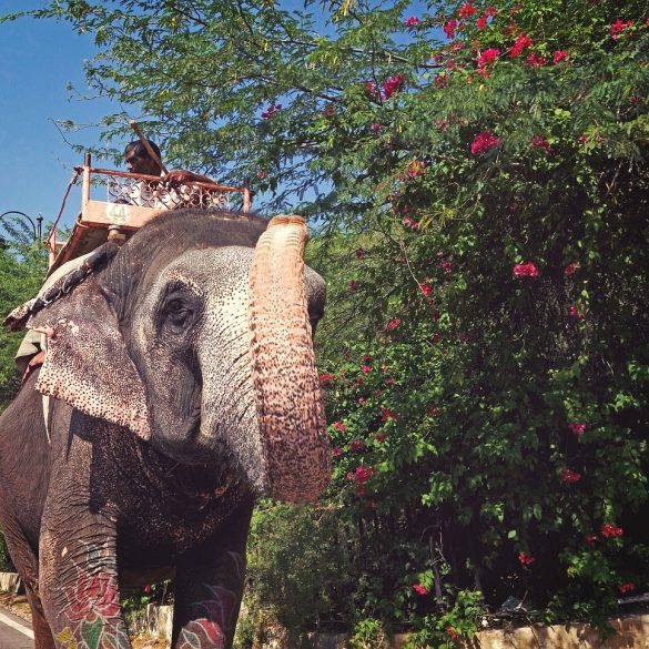 Indulge in Luxury: Exquisite Holidays to India