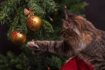 How to Make Your Real Christmas Tree Last Longer