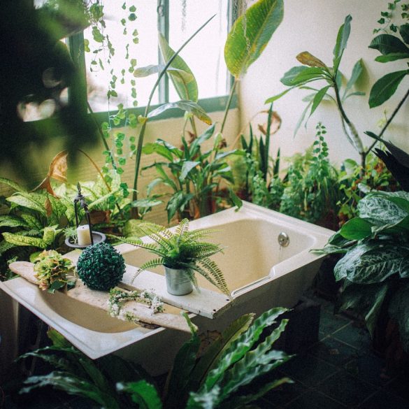 Indoor Plant Care with Kikkerland