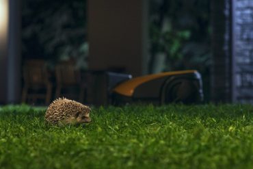 STIGA - Robot mowers hurting hedgehogs? Not on our watch!