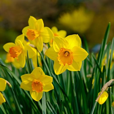 Exploring the Symbolism and Significance of the Daffodil