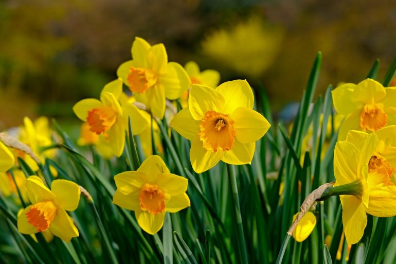 Exploring the Symbolism and Significance of the Daffodil