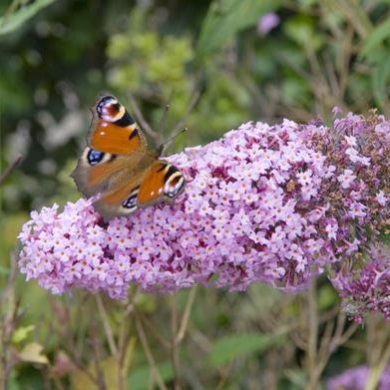 Plant with Purpose for Wildlife this Spring