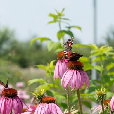 Create a garden buzzing with bees, bugs and butterflies!