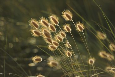 Stay one step ahead of hay fever with hay-band