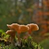 Prospects and Advantages of Microdosing with Dried Amanita Mushrooms