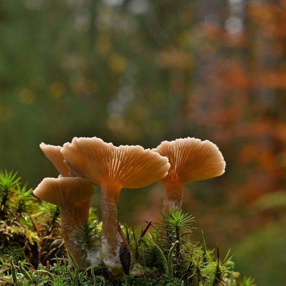 Prospects and Advantages of Microdosing with Dried Amanita Mushrooms