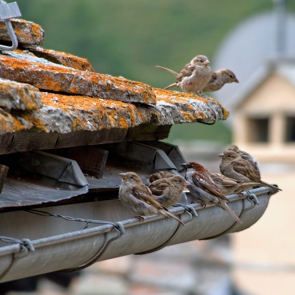 The Impact of Gutter Cleaning on Indoor Air Quality