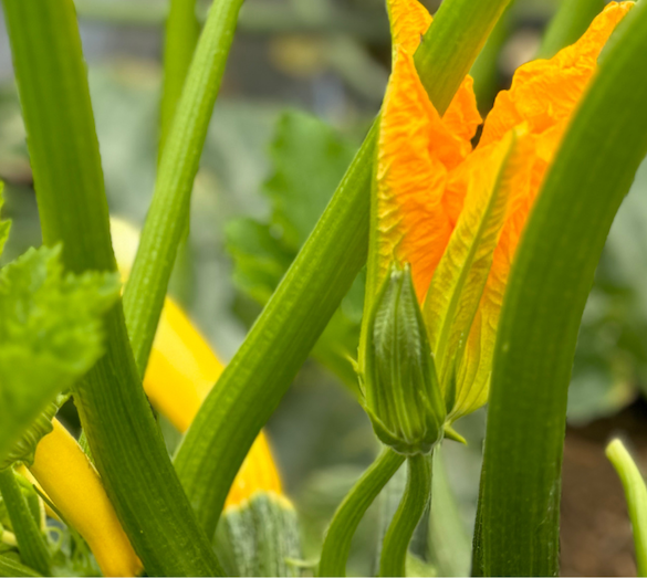 The Benefits of Organic Farming
