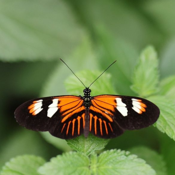 A Flutter of Fun this Summer
