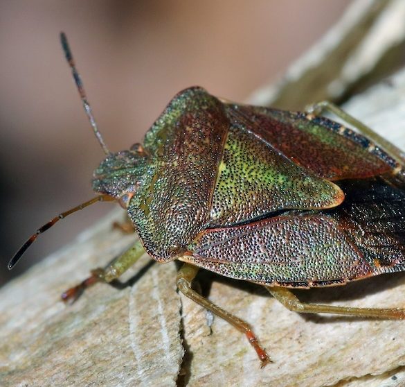 Create a Haven for Marvellous Minibeasts