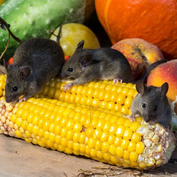 How To Keep Your London Home Pest-Free with These Top Tips