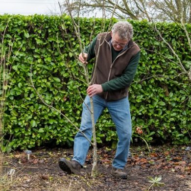 January Gardening Fun: Tips from Barnsdale Gardens